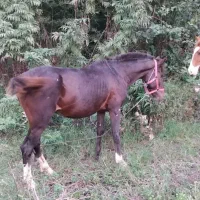 اسب مشکی سال7