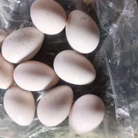 تخم  بوقلمو