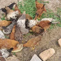 جوجه مرغ محلی