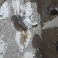 کبوتر گرفتنی زوربونی|پرنده|فسا, |دیوار