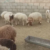 بره نر و ماده|حیوانات مزرعه|دره شهر, |دیوار