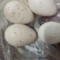 تخم نطفه دار از شما دستگاه جوجه کشی از ما