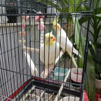 فروش عروس هلندی/طوطی کوتوله/مرغ عشق