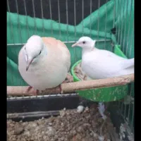 کاکلی خوشگل معاوضه فقط با گرینجک