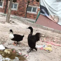 اردک نر و ماده تخم گذار