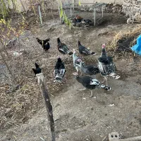 بوقلمون|حیوانات مزرعه|پلدشت, |دیوار