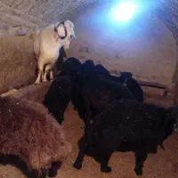 بز نر جوان|حیوانات مزرعه|خرمدره, |دیوار