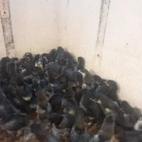 فروش جوجه دوهفته ای مرغ خروس استرالوپ