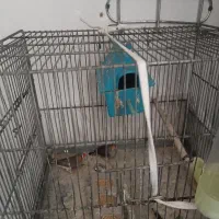 فنچ نرو ماده