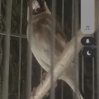 ماده سره چونه سفید خطی