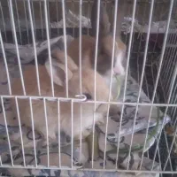 خرگوش|موش و خرگوش|تایباد, |دیوار