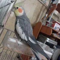 عروسی هلندی نر|پرنده|بندر گناوه, |دیوار