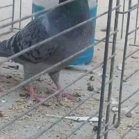 کبوتر پلاکی دو عدد با یک جفت طوقی سرخ کاکولی