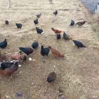 بوقلمون و غاز و اردک کاکولی و مرغ  خروس درجه ۱سالم|حیوانات مزرعه|شاهین دژ, |دیوار