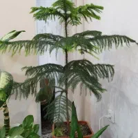 گل کاج بسیار سالم شاداب حدودا یک متر قد داره.