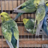 مرغ عشق های رنگین کمانی|پرنده|تهران, قصر فیروزه ۱|دیوار