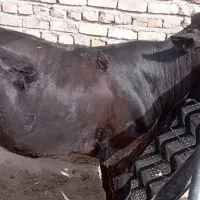 گاو