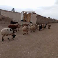 گوسفند|حیوانات مزرعه|قائن, |دیوار