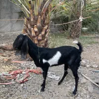 بز ماده نسل دار مهرستان