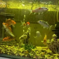 ماهی کویخوب و سرحال