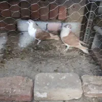 دو جفت کبوتر به ضمانت تخم و جوجه