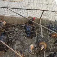 جوجه مرغ خروس جوان