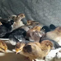 فروش جوجه محلی اصیل صددرصد کرچ شو ۲۰ روزه|حیوانات مزرعه|آمل, |دیوار