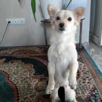 اشپیدز|سگ|شیراز, شهرک بهار|دیوار