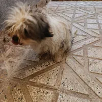 واگذاری شیتزو