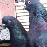 کبوتر ساعتی