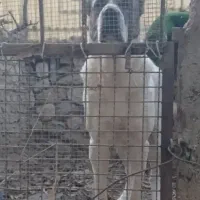 سگ توله11 ماهه نر الابای روسی نگهبان سراب ژرمن