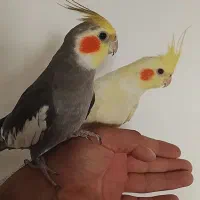 عروس هلندی سخنگو