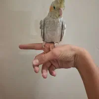 عروس هلندی دستی بالغ|پرنده|شاهدشهر, |دیوار