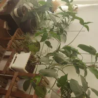 گلهای طبیعی