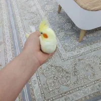 عروس هلندی لتینو|پرنده|چغادک, |دیوار