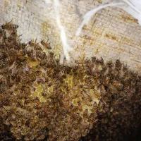 عسل ییلاقی سبلان|خوردنی و آشامیدنی|مشگین شهر, |دیوار