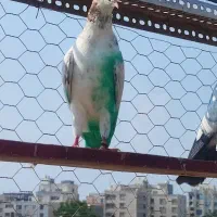 کفتر غریب گیری هر کسی می خواد توضیحات بخون|پرنده|بندرعباس, |دیوار