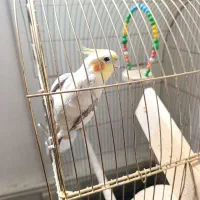 عروس هلندی نر سخنگو
