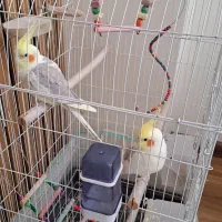 2عدد عروس هلندی