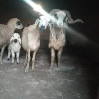 میش زاییده بره‌دار دونه ۱۲ و ۶۰۰ بردسیر|حیوانات مزرعه|کرمان, |دیوار