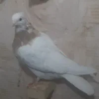 پرنده|حیوانات|بافق, |دیوار