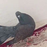 کفتر دم چتری