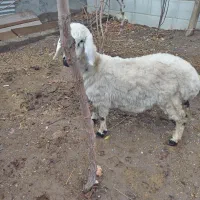 بره ماده|حیوانات مزرعه|سربیشه, |دیوار