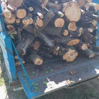 خرید انواع درخت به قیمت روز