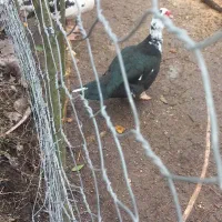 اردک اسرائیلی نر درشت