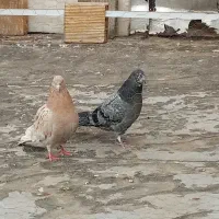 کبوتر پرشی|حیوانات|کرج, عظیمیه|دیوار