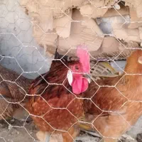 مرغ وخروس جوان|پرنده|اهواز, کوروش|دیوار