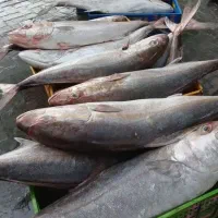 ما هی روز بوشهر