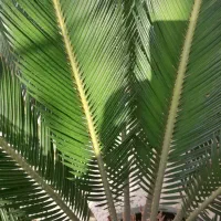 فروش سیکاس به همراه ۴ عدد گلدان