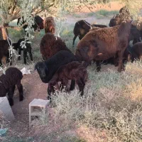 بره نر دوماهه غذا خور